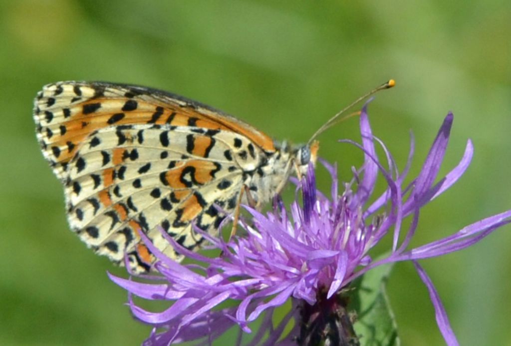 Melitaea trivia?